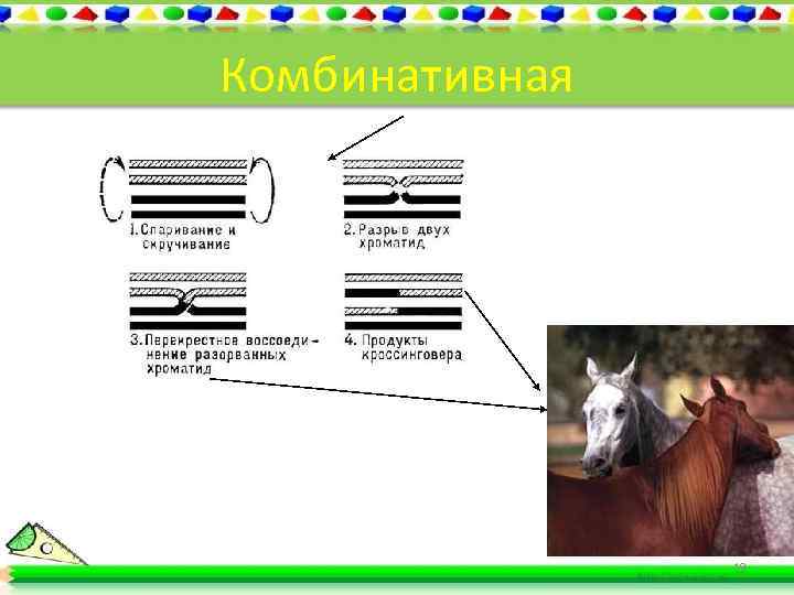 Комбинативная 19 