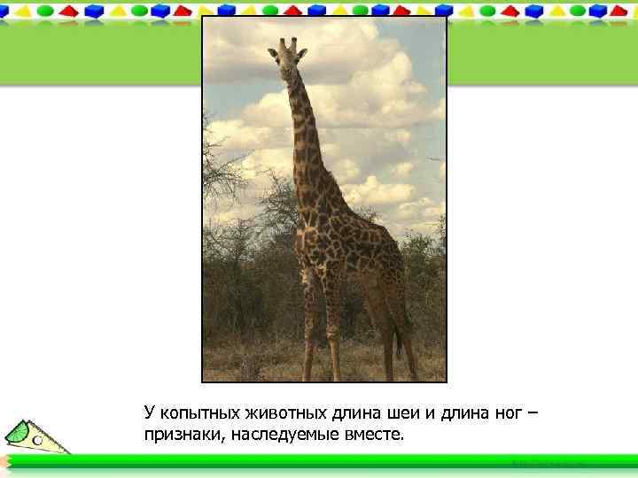 У копытных животных длина шеи и длина ног – признаки, наследуемые вместе. 