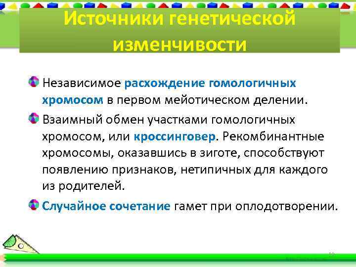 Источники генетической изменчивости Независимое расхождение гомологичных хромосом в первом мейотическом делении. Взаимный обмен участками