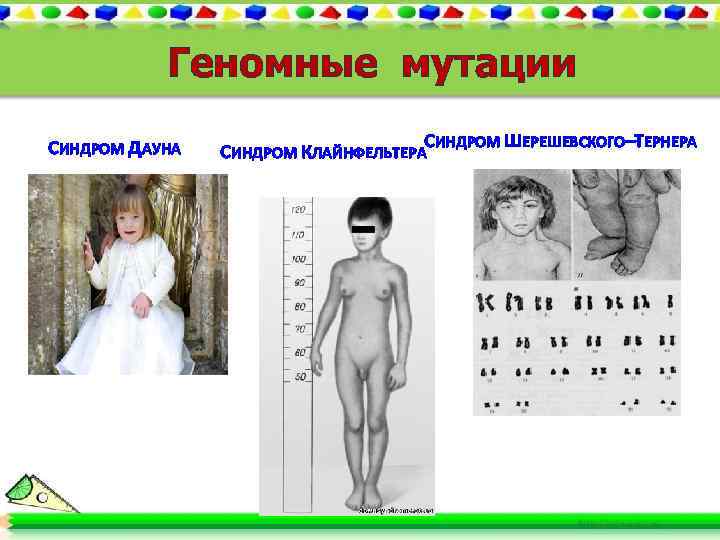 Геномные мутации СИНДРОМ ДАУНА СИНДРОМ ШЕРЕШЕВСКОГО–ТЕРНЕРА СИНДРОМ КЛАЙНФЕЛЬТЕРА 