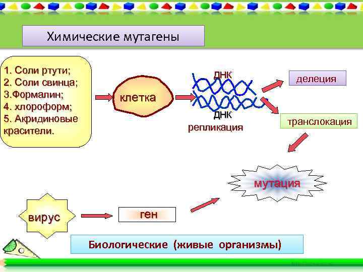 Химические мутагены 1. Соли ртути; 2. Соли свинца; 3. Формалин; 4. хлороформ; 5. Акридиновые