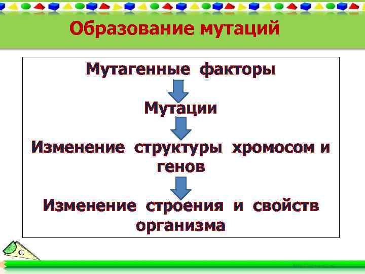 Образование мутаций Мутагенные факторы Мутации Изменение структуры хромосом и генов Изменение строения и свойств