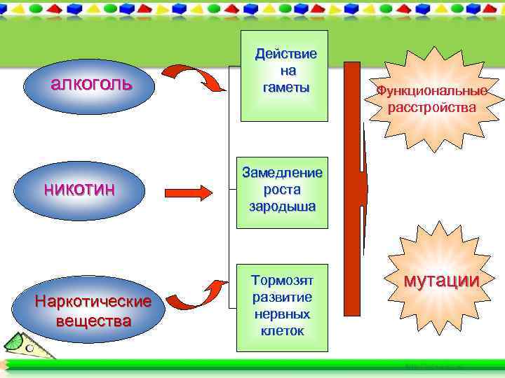 алкоголь никотин Наркотические вещества Действие на гаметы Функциональные расстройства Замедление роста зародыша Тормозят развитие
