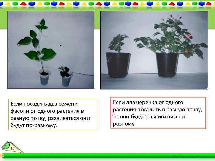 Если посадить два семени фасоли от одного растения в разную почву, развиваться они будут