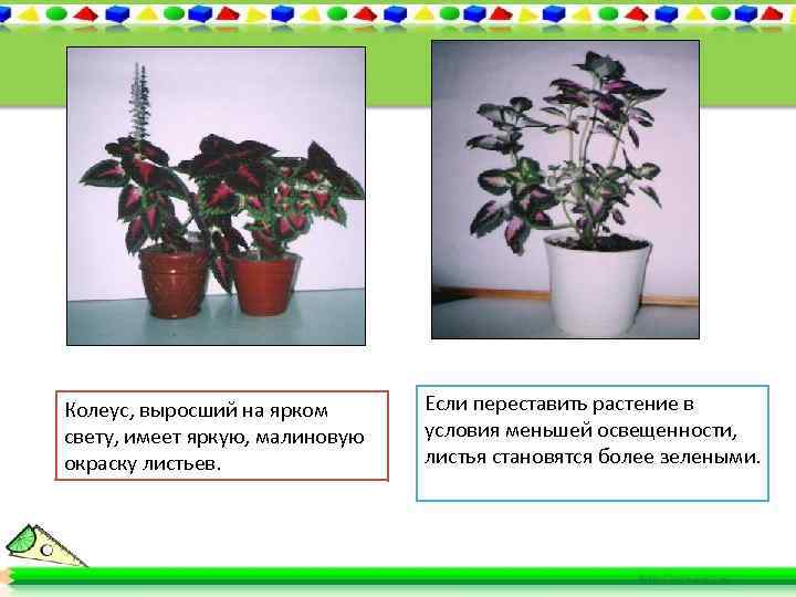 Колеус, выросший на ярком свету, имеет яркую, малиновую окраску листьев. Если переставить растение в