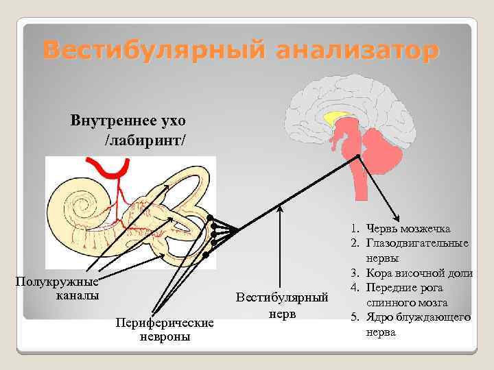 Вестибулярный анализатор Внутреннее ухо /лабиринт/ Полукружные каналы Периферические невроны Вестибулярный нерв 1. Червь мозжечка