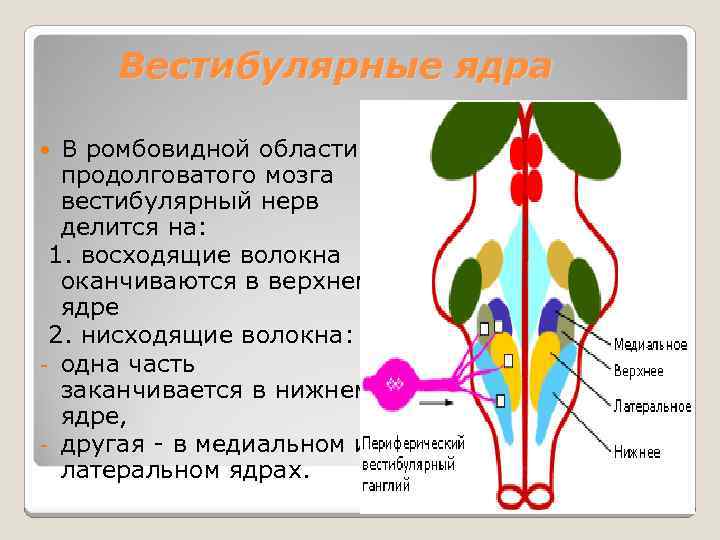 Вестибулярные ядра ствола мозга это вторичный центр