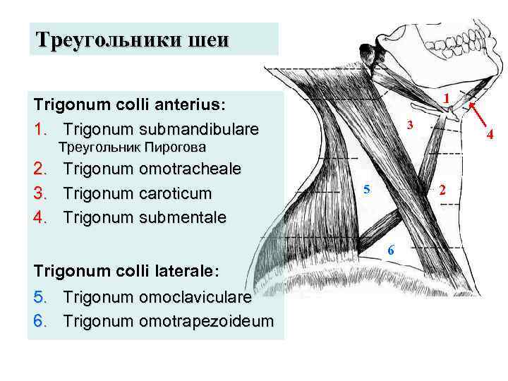 Треугольники шеи схема
