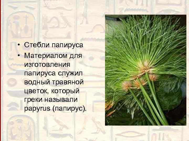  • Стебли папируса • Материалом для изготовления папируса служил водный травяной цветок, который