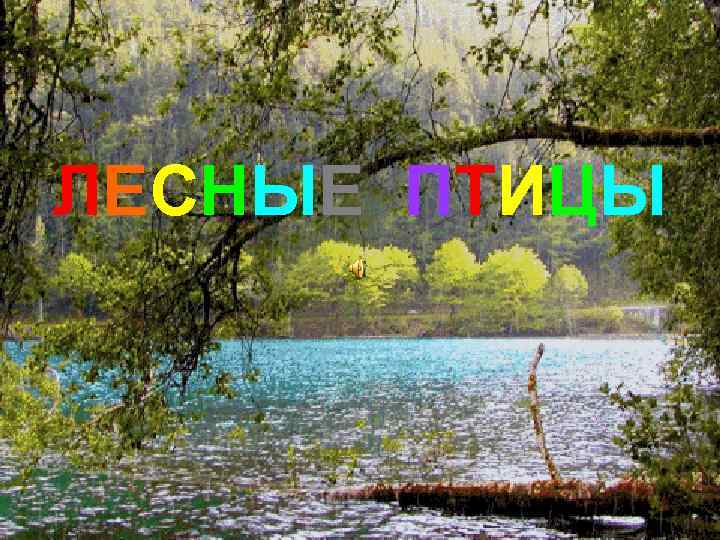 ЛЕСНЫЕ ПТИЦЫ 