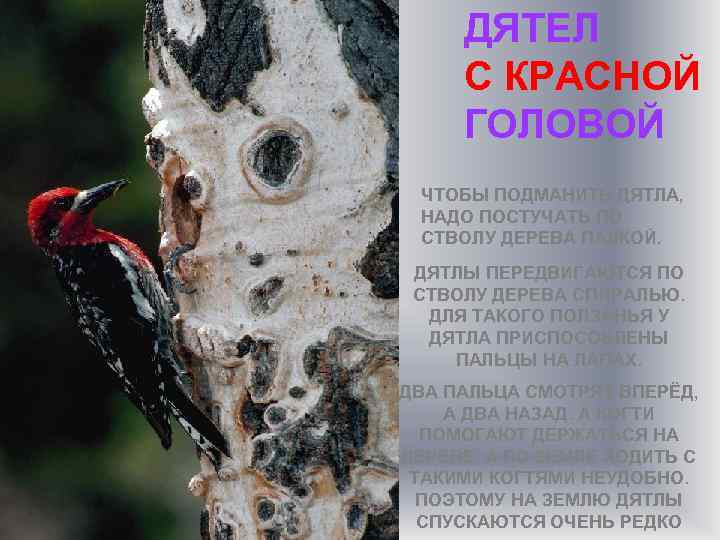 ДЯТЕЛ С КРАСНОЙ ГОЛОВОЙ ЧТОБЫ ПОДМАНИТЬ ДЯТЛА, НАДО ПОСТУЧАТЬ ПО СТВОЛУ ДЕРЕВА ПАЛКОЙ. ДЯТЛЫ