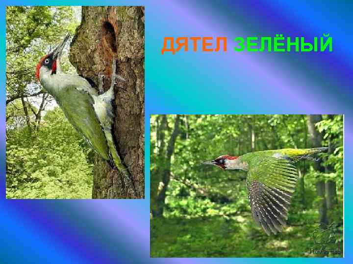 ДЯТЕЛ ЗЕЛЁНЫЙ 