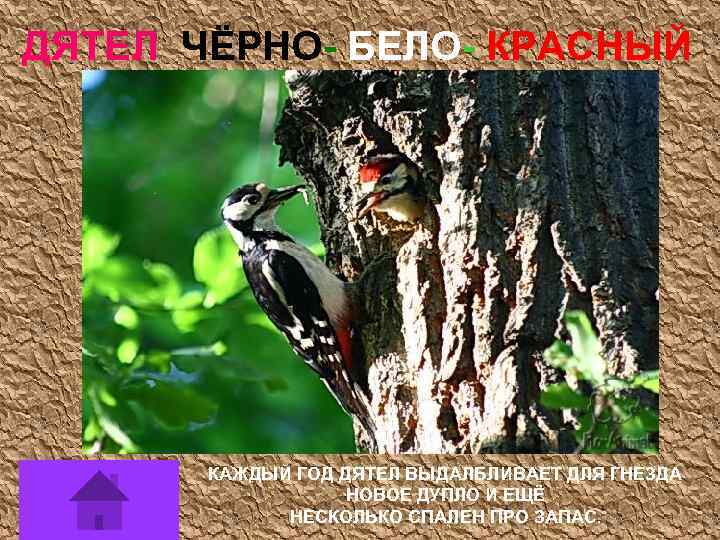 ДЯТЕЛ ЧЁРНО- БЕЛО- КРАСНЫЙ КАЖДЫЙ ГОД ДЯТЕЛ ВЫДАЛБЛИВАЕТ ДЛЯ ГНЕЗДА НОВОЕ ДУПЛО И ЕЩЁ