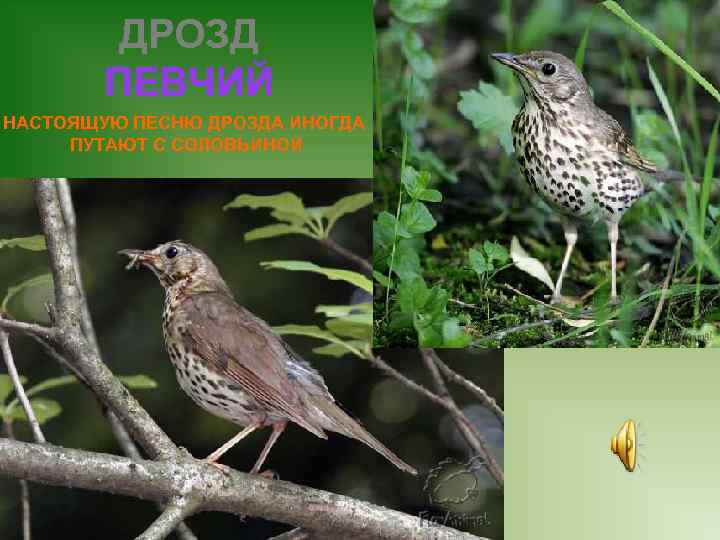 ДРОЗД ПЕВЧИЙ НАСТОЯЩУЮ ПЕСНЮ ДРОЗДА ИНОГДА ПУТАЮТ С СОЛОВЬИНОЙ 