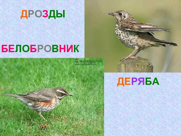 ДРОЗДЫ БЕЛОБРОВНИК ДЕРЯБА 