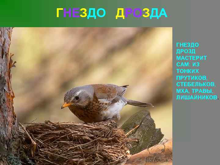 ГНЕЗДО ДРОЗДА ГНЕЗДО ДРОЗД МАСТЕРИТ САМ: ИЗ ТОНКИХ ПРУТИКОВ, СТЕБЕЛЬКОВ, МХА, ТРАВЫ, ЛИШАЙНИКОВ. 