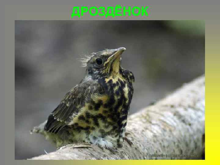 ДРОЗДЁНОК 