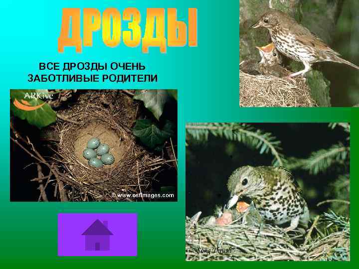 ВСЕ ДРОЗДЫ ОЧЕНЬ ЗАБОТЛИВЫЕ РОДИТЕЛИ 