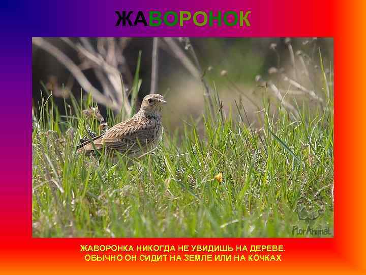 ЖАВОРОНОК ЖАВОРОНКА НИКОГДА НЕ УВИДИШЬ НА ДЕРЕВЕ. ОБЫЧНО ОН СИДИТ НА ЗЕМЛЕ ИЛИ НА