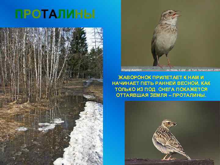 ПРОТАЛИНЫ ЖАВОРОНОК ПРИЛЕТАЕТ К НАМ И НАЧИНАЕТ ПЕТЬ РАННЕЙ ВЕСНОЙ, КАК ТОЛЬКО ИЗ ПОД