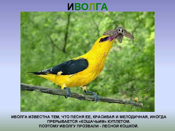 ИВОЛГА ИЗВЕСТНА ТЕМ, ЧТО ПЕСНЯ ЕЕ, КРАСИВАЯ И МЕЛОДИЧНАЯ, ИНОГДА ПРЕРЫВАЕТСЯ «КОШАЧЬИМ» КУПЛЕТОМ. ПОЭТОМУ