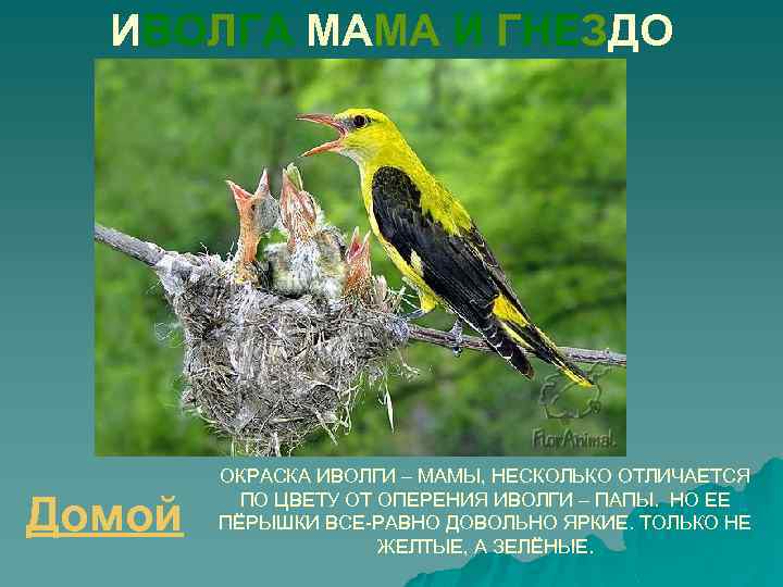 ИВОЛГА МАМА И ГНЕЗДО Домой ОКРАСКА ИВОЛГИ – МАМЫ, НЕСКОЛЬКО ОТЛИЧАЕТСЯ ПО ЦВЕТУ ОТ