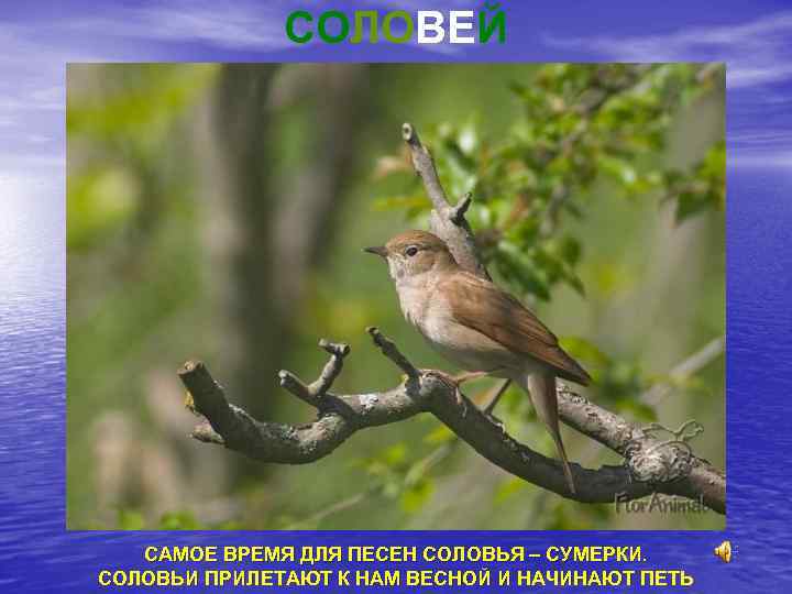 СОЛОВЕЙ САМОЕ ВРЕМЯ ДЛЯ ПЕСЕН СОЛОВЬЯ – СУМЕРКИ. СОЛОВЬИ ПРИЛЕТАЮТ К НАМ ВЕСНОЙ И