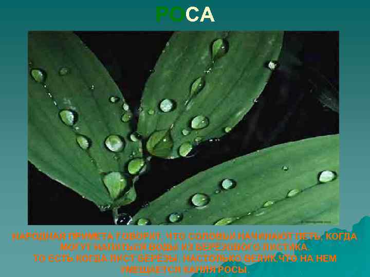 РОСА НАРОДНАЯ ПРИМЕТА ГОВОРИТ, ЧТО СОЛОВЬИ НАЧИНАЮТ ПЕТЬ, КОГДА МОГУТ НАПИТЬСЯ ВОДЫ ИЗ БЕРЁЗОВОГО