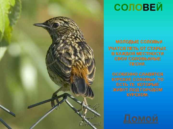 СОЛОВЕЙ МОЛОДЫЕ СОЛОВЬИ УЧАТСЯ ПЕТЬ ОТ СТАРЫХ. В КАЖДОЙ МЕСТНОСТИ СВОИ СОЛОВЬИНЫЕ ПЕСНИ. ОСОБЕННО