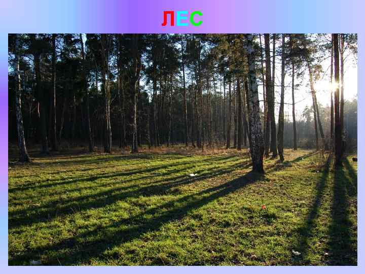 ЛЕС 