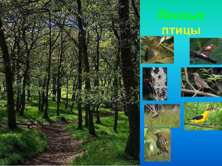 Лесные птицы 
