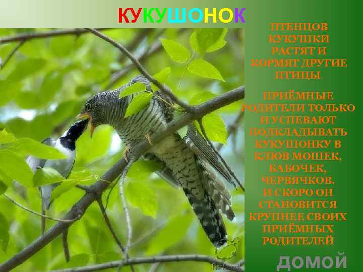 КУКУШОНОК ПТЕНЦОВ КУКУШКИ РАСТЯТ И КОРМЯТ ДРУГИЕ ПТИЦЫ. ПРИЁМНЫЕ РОДИТЕЛИ ТОЛЬКО И УСПЕВАЮТ ПОДКЛАДЫВАТЬ