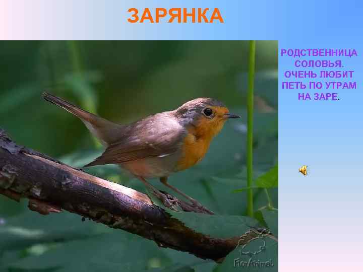 ЗАРЯНКА РОДСТВЕННИЦА СОЛОВЬЯ. ОЧЕНЬ ЛЮБИТ ПЕТЬ ПО УТРАМ НА ЗАРЕ. 