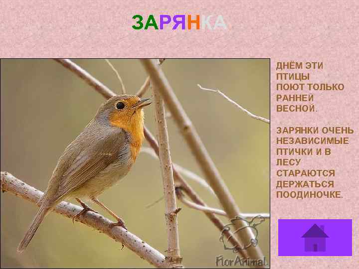 ЗАРЯНКА ДНЁМ ЭТИ ПТИЦЫ ПОЮТ ТОЛЬКО РАННЕЙ ВЕСНОЙ. ЗАРЯНКИ ОЧЕНЬ НЕЗАВИСИМЫЕ ПТИЧКИ И В