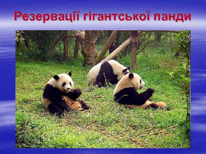 Резервації гігантської панди 