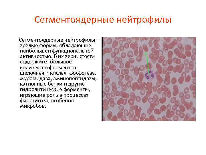 Сегментоядерные нейтрофилы – зрелые формы, обладающие наибольшей функциональной активностью. В их зернистости содержится большое
