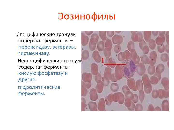 Эозинофилы Специфические гранулы содержат ферменты – пероксидазу, эстеразы, гистаминазу. Неспецифические гранулы содержат ферменты –