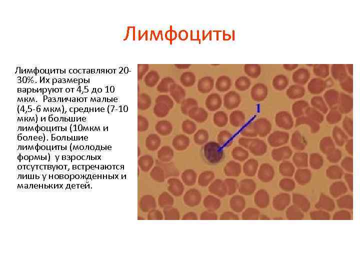 Лимфоциты составляют 2030%. Их размеры варьируют от 4, 5 до 10 мкм. Различают малые