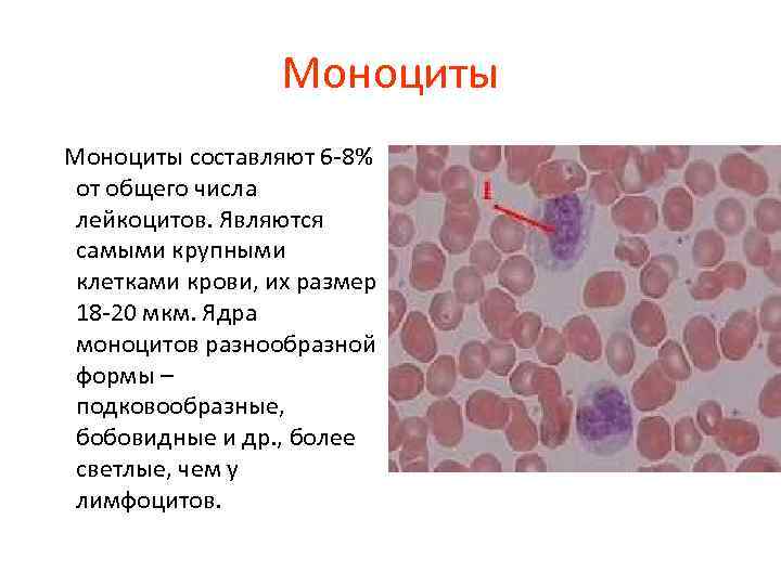 Моноциты составляют 6 -8% от общего числа лейкоцитов. Являются самыми крупными клетками крови, их