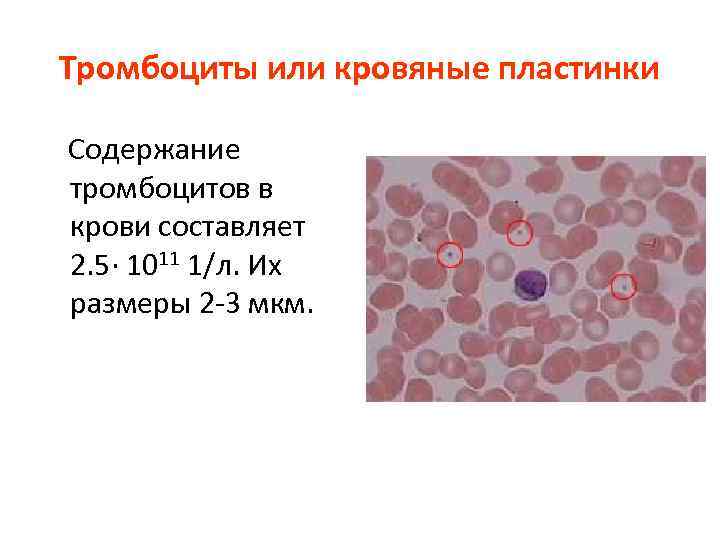 Тромбоциты или кровяные пластинки Содержание тромбоцитов в крови составляет 2. 5· 1011 1/л. Их