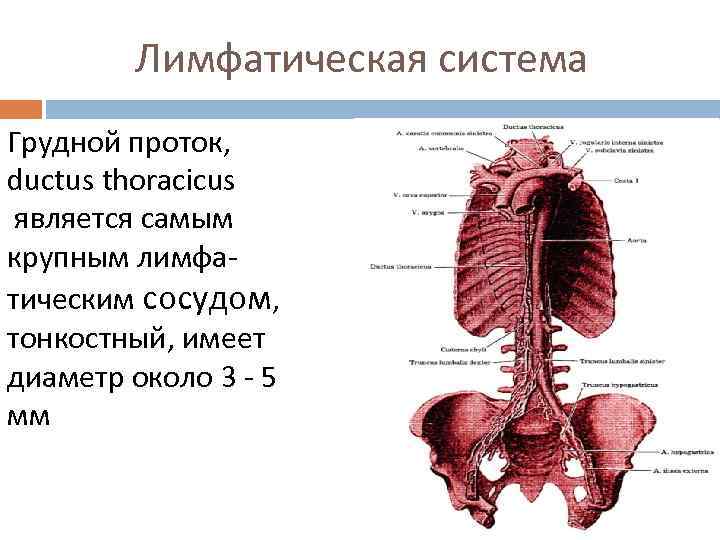 Лимфатическая система Грудной проток, ductus thoracicus является самым крупным лимфатическим сосудом, тонкостный, имеет диаметр