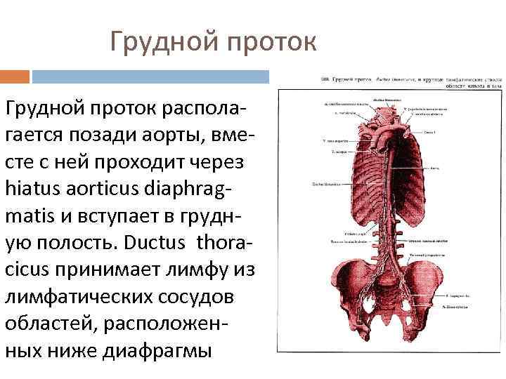 Грудной проток располагается позади аорты, вместе с ней проходит через hiatus aorticus diaphragmatis и
