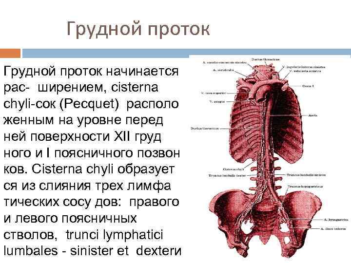 Грудной проток цистерна