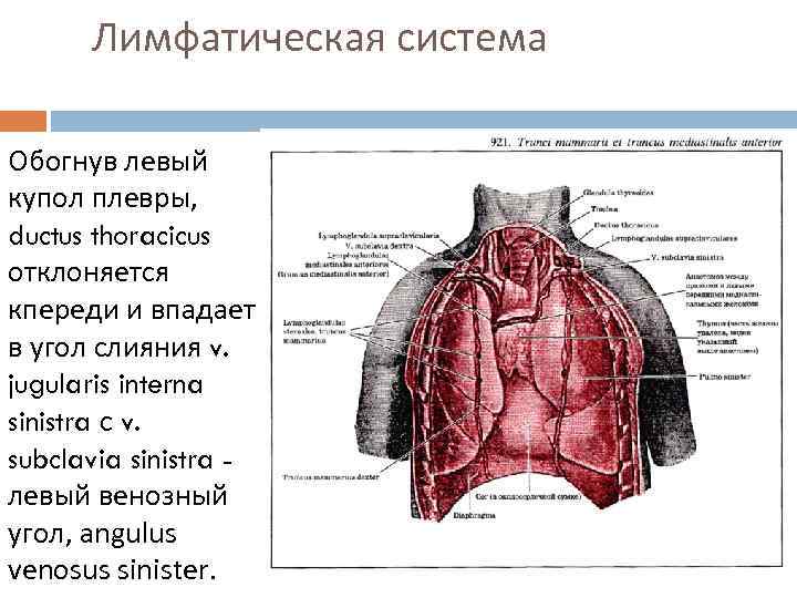 Внутренние стенки грудной полости выстланы