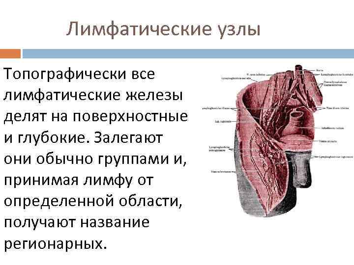 Лимфатические узлы Топографически все лимфатические железы делят на поверхностные и глубокие. Залегают они обычно