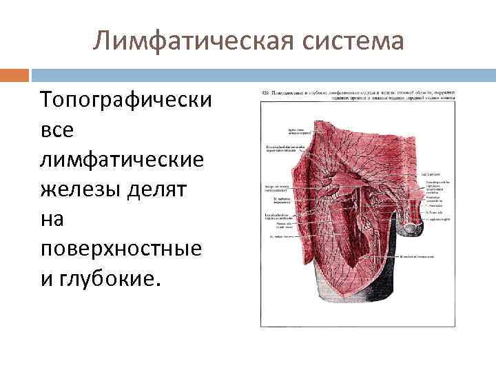 Лимфатическая система Топографически все лимфатические железы делят на поверхностные и глубокие. 