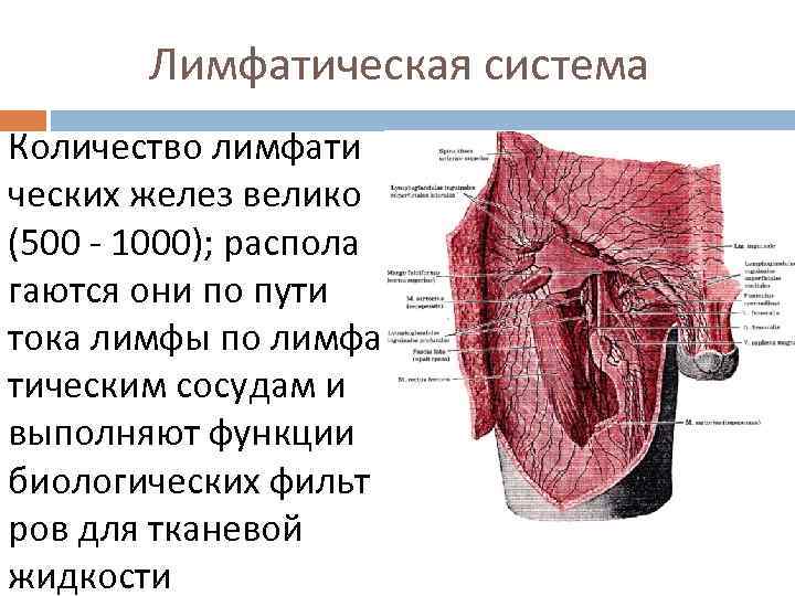 Лимфатическая система Количество лимфати ческих желез велико (500 - 1000); распола гаются они по