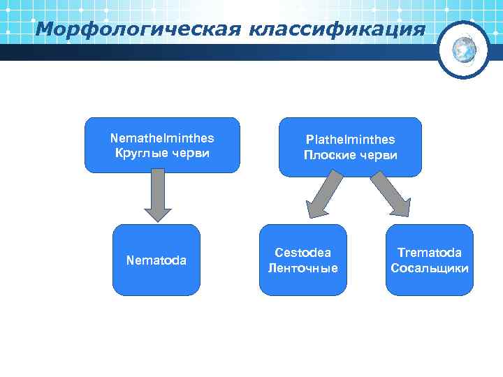 Морфологическая классификация Nemathelminthes Круглые черви Nematoda Plathelminthes Плоские черви Cestodea Ленточные Trematoda Сосальщики 