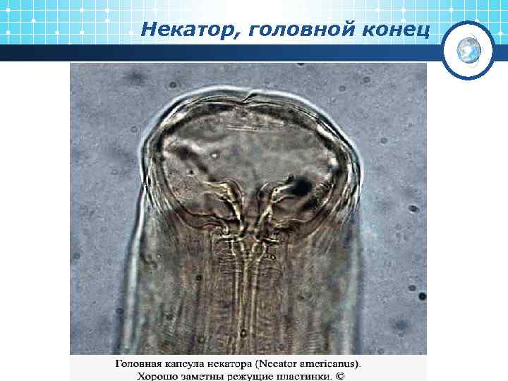 Некатор, головной конец 