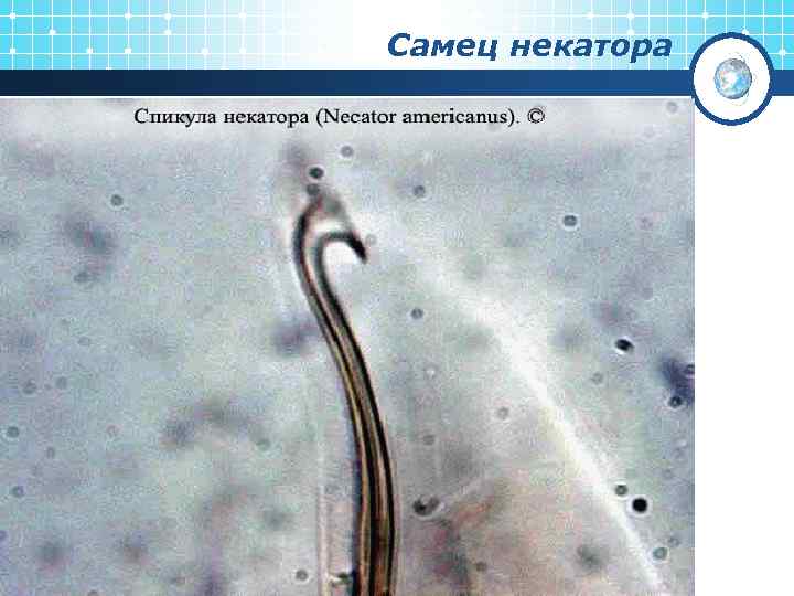 Самец некатора 